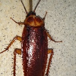  American cockroach