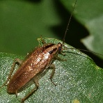  german cockroach
