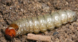 glassy cutworm