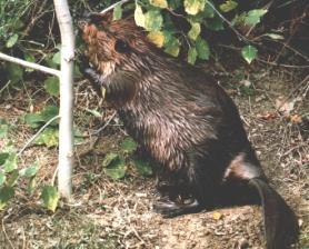 Beaver chewing on Aspen sapling