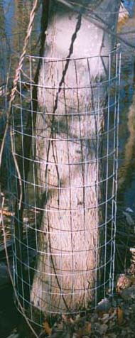 Stucco wire around tree