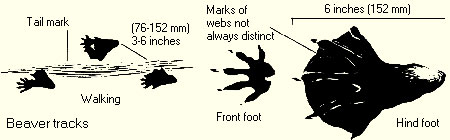 Beaver Track Diagram