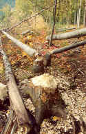 Trees felled by beavers