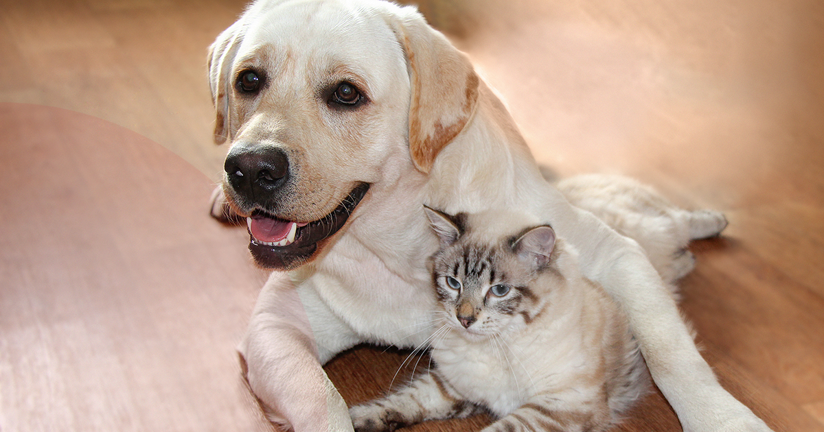A yellow lab and a white and grey cat.