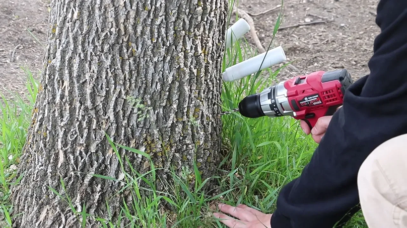 Injecting elm tree with botanical insecticide