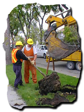 Crews Planting Tree on Boulevard