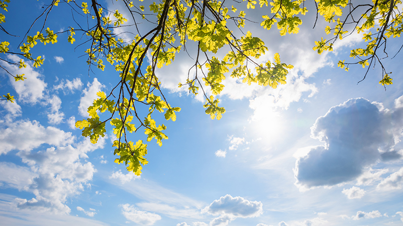 Blue sky with clouds and bright sun behind oak branches with budding fresh green leaves in springtime.