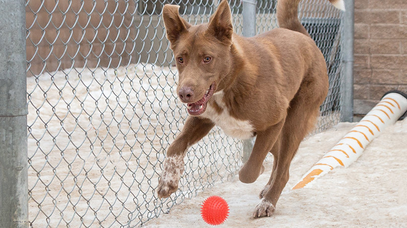 Dog running