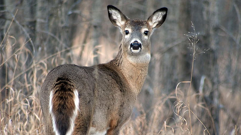 A deer in a field looks at the camera. 
