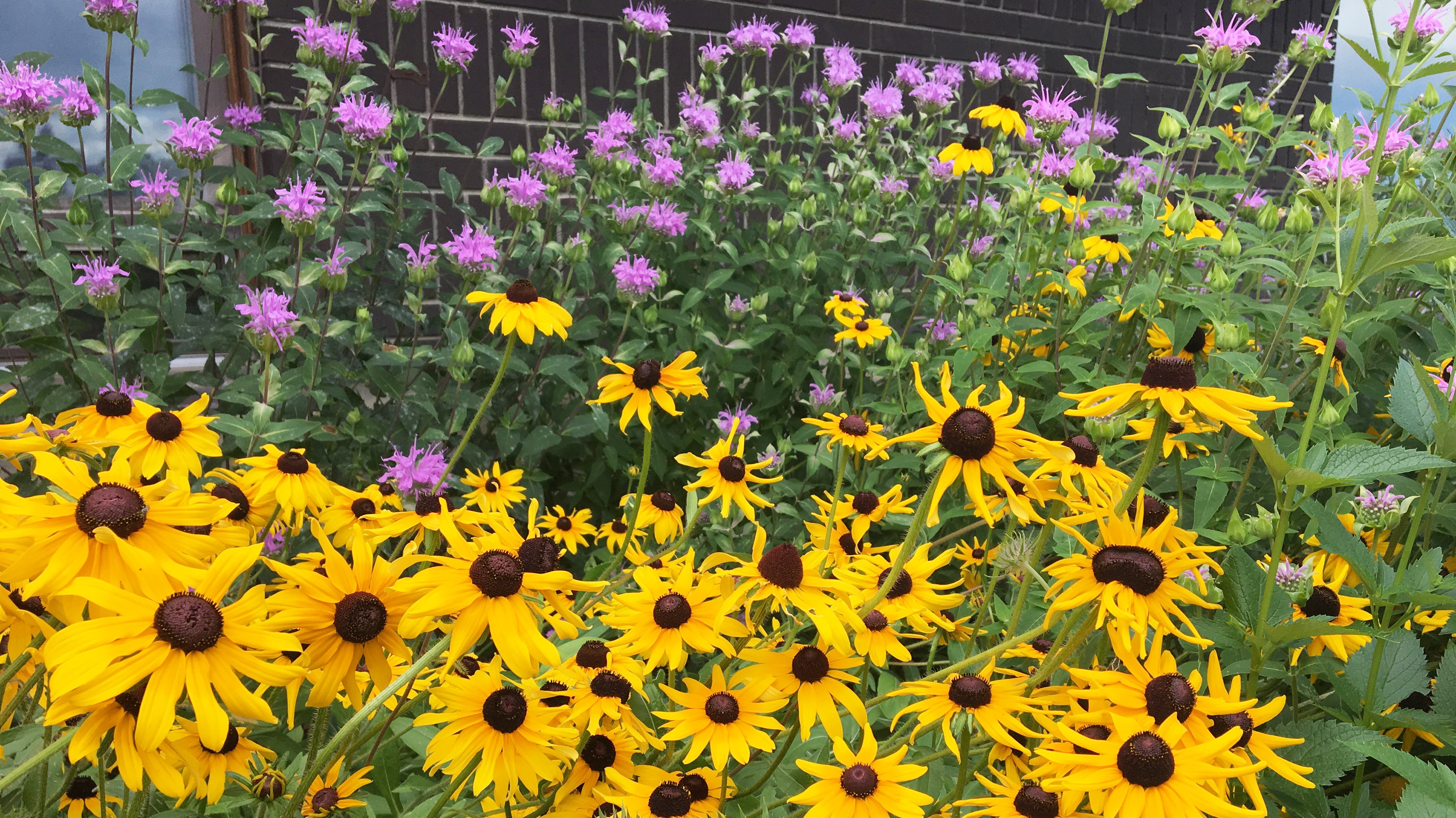 Colourful flowers at the Living Prairie Museum