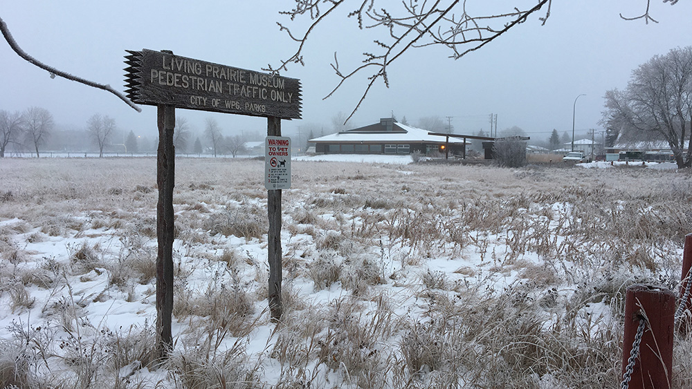 Frost covered land at the Living Prairie Museum
