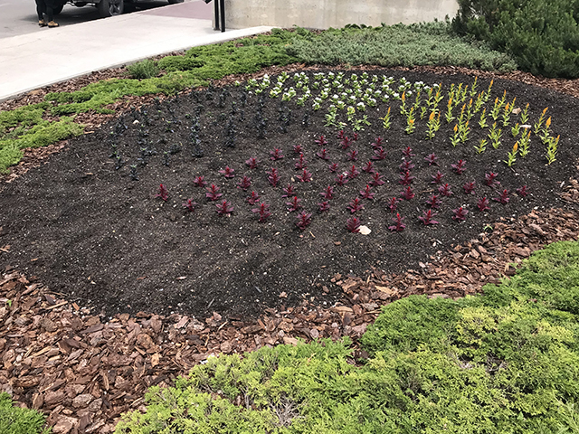 Picture of plant garden at City Hall in shape of a medicine wheel