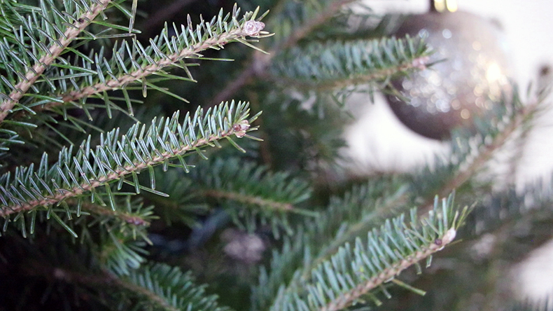 Close up of pine needles on a tree