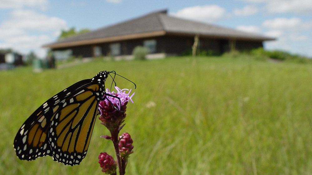 A butterfly rests on a purple flower in the foreground