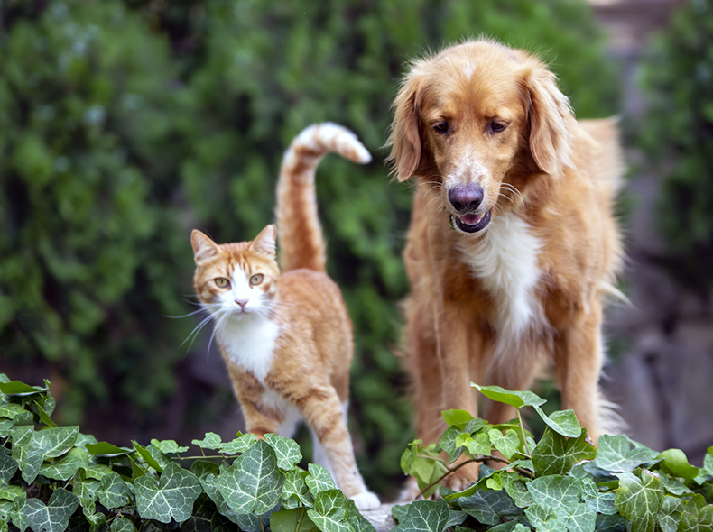 A tabby cat and golden retriever stand in front of plants.