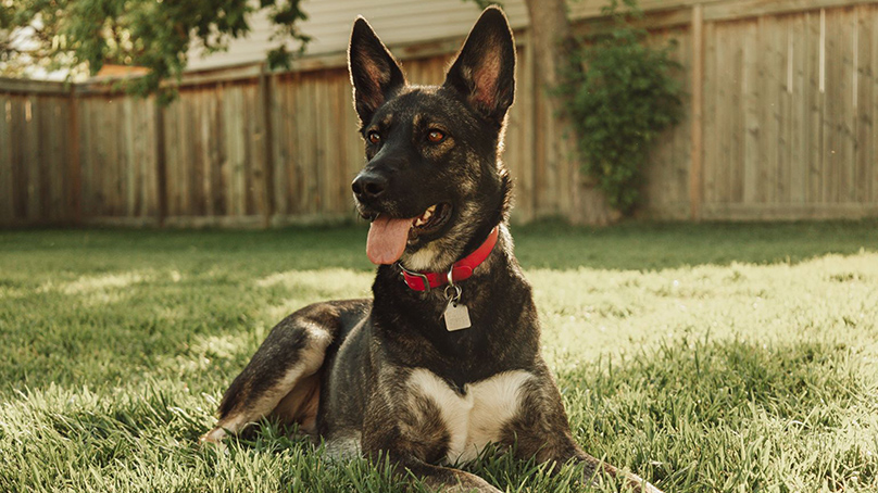 Dog sitting on the grass in a fenced-in yard wearing a red collar with a licence tag.