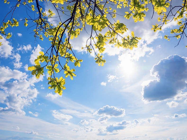 Sunshine through tree branches