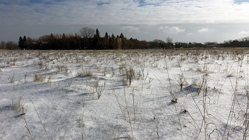 Living Prairie Museum's tall grass prairie covered in snow