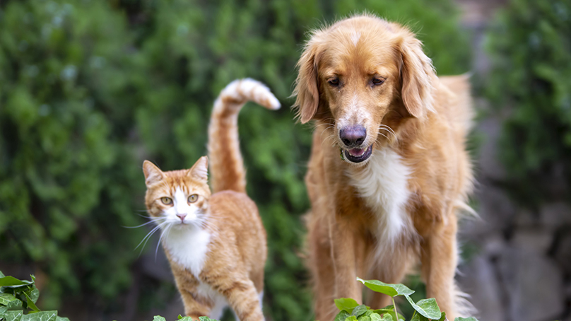 Dog and cat surrounded by plants