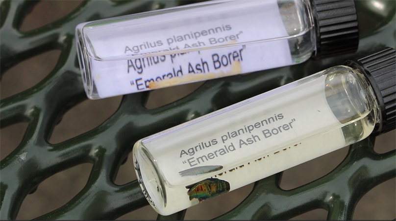 Emerald ash beetle in a container