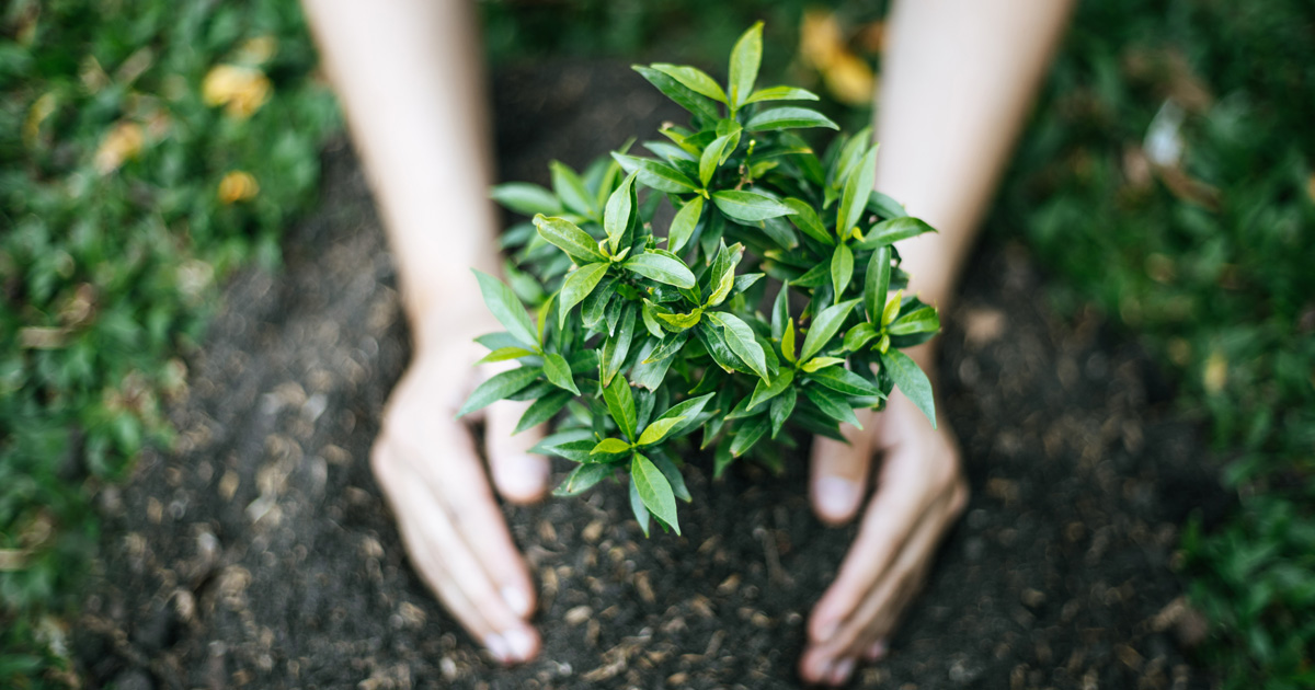 A person plants a tree.