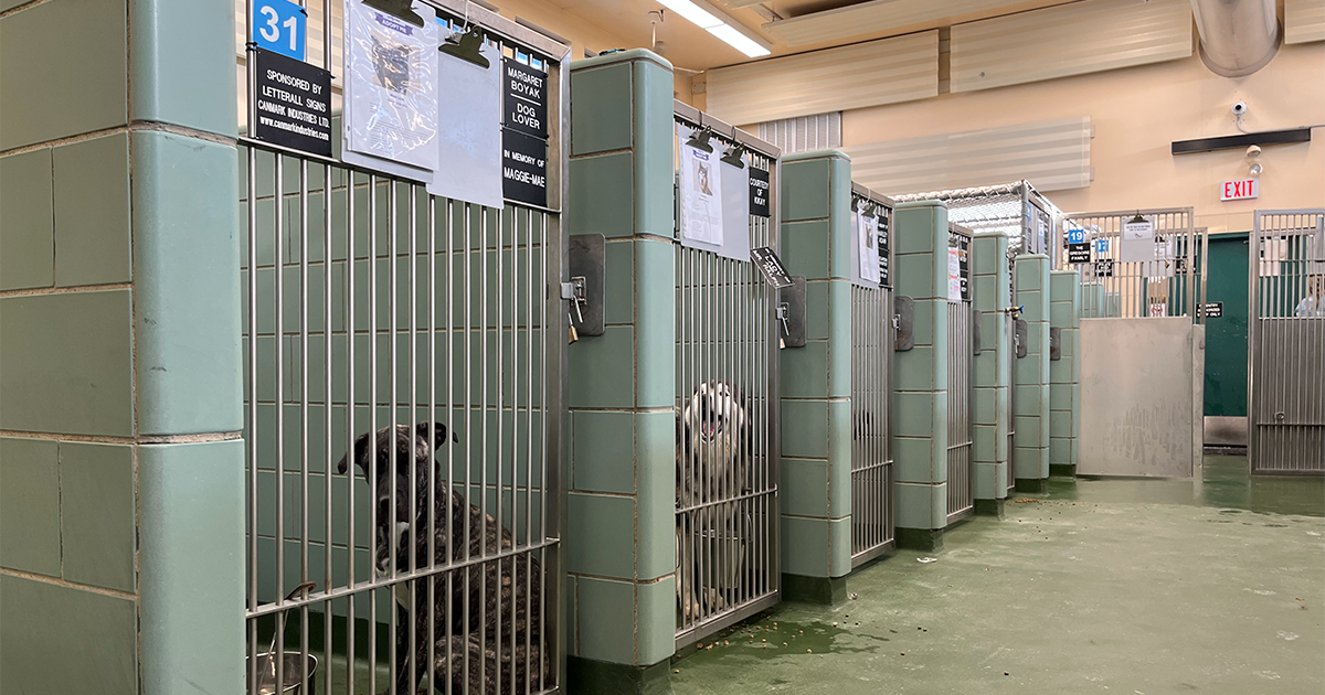 Dogs are seen behind bars.