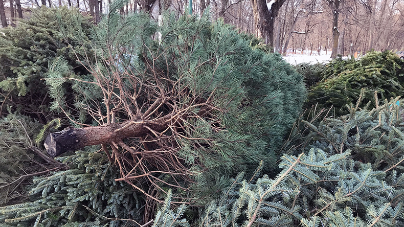 A pile of old Christmas trees.