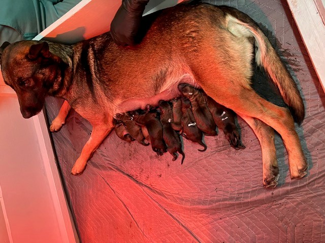 Dog nursing their puppies
