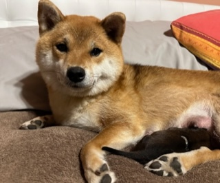 Dog nursing puppies