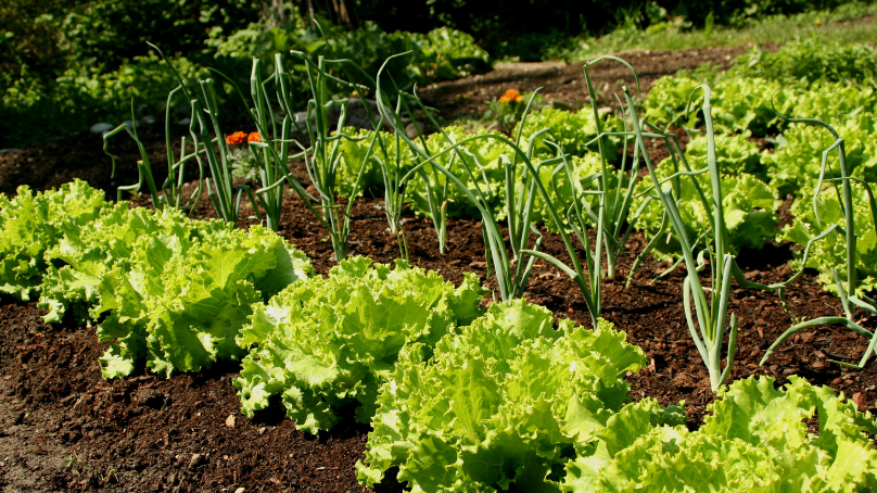 Rows of vegetables in a garden plot