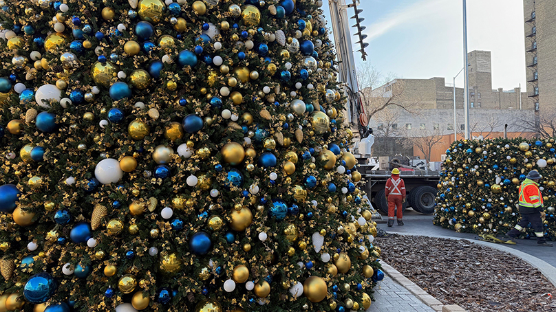 City Hall Christmas Tree being put up
