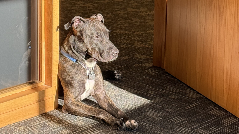 Dog in a doorway in an office