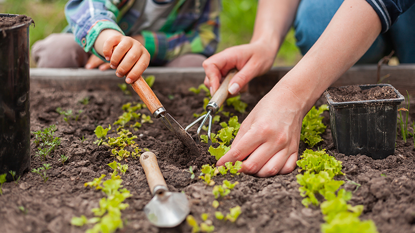 Hands in a vegetable garden plot