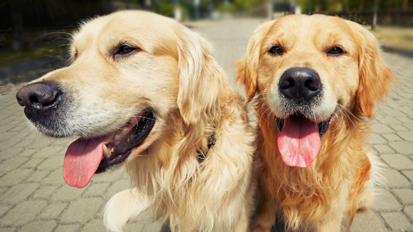 Dogs outside in summer