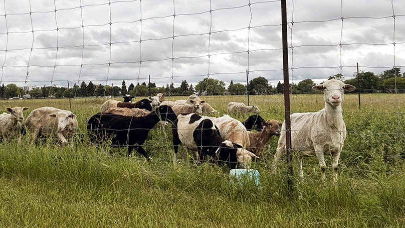 Sheep in a field