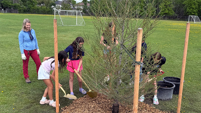 Children shovel mulch around a newly planted tree