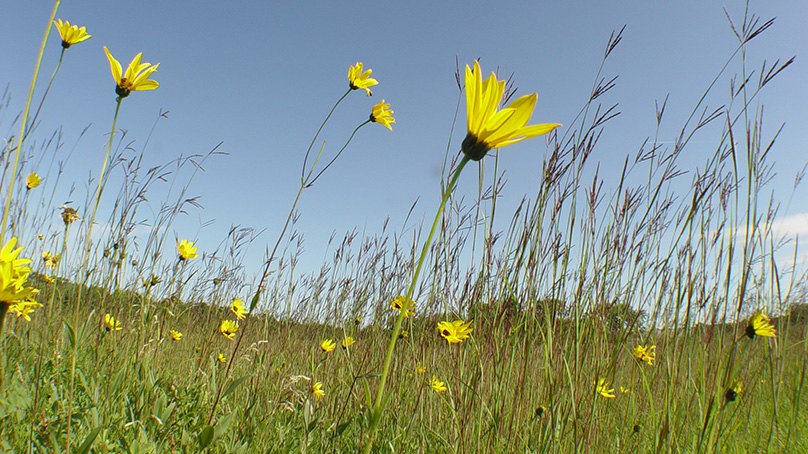 Yellow flowers at the Living Prairie Museum
