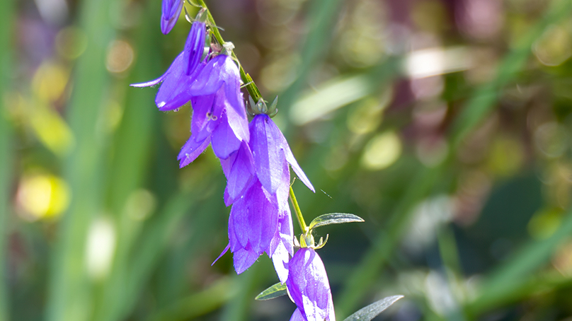 purple creeping bellflower stem