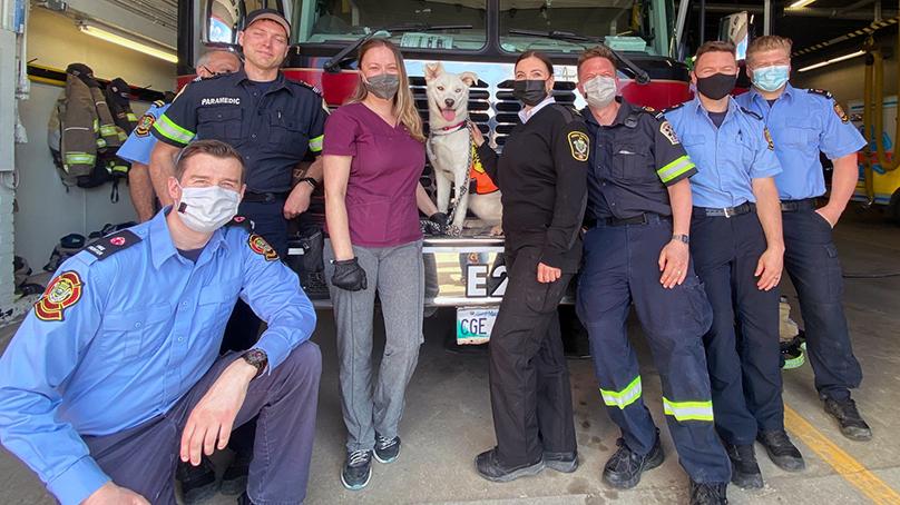 Adoptable Cookie spent an evening with Fire Paramedic Service members during her doggie date.