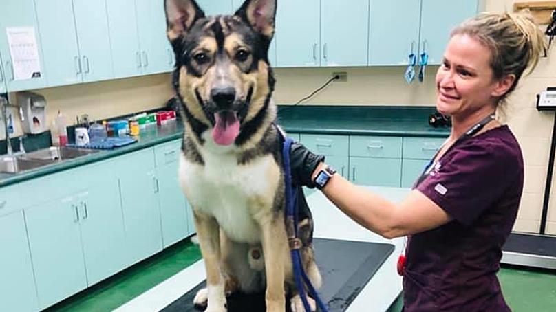 Adopting a pet during COVID-19