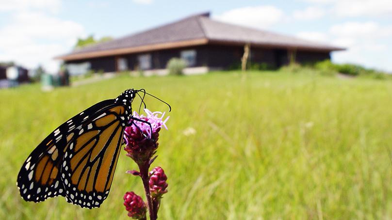 A butterfly on pink flower in a field with the Living Prairie Museum in the background.