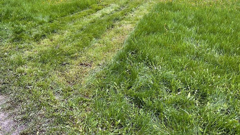 A closeup of grass with mower tracks.