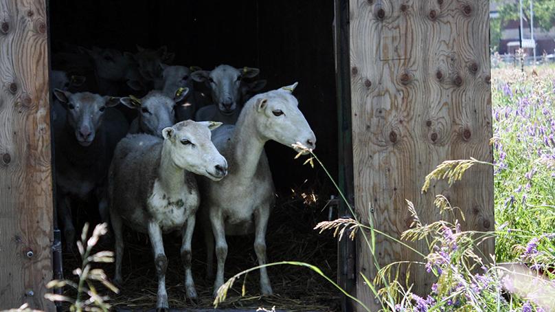 Several sheep stand in a shed, looking out on a field with purple flowers.