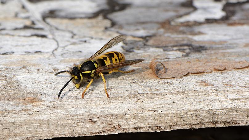 wasp sitting on tree bark