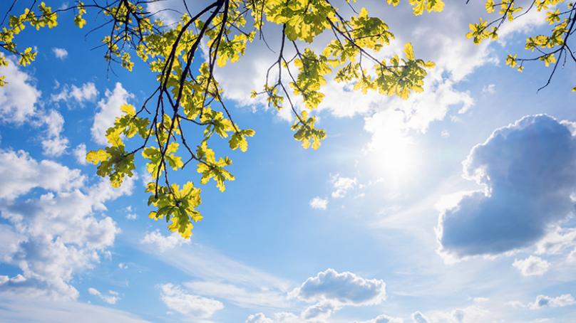 Sunshine through tree branches