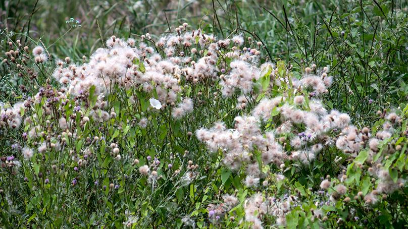 Canada thistle with mature seeds