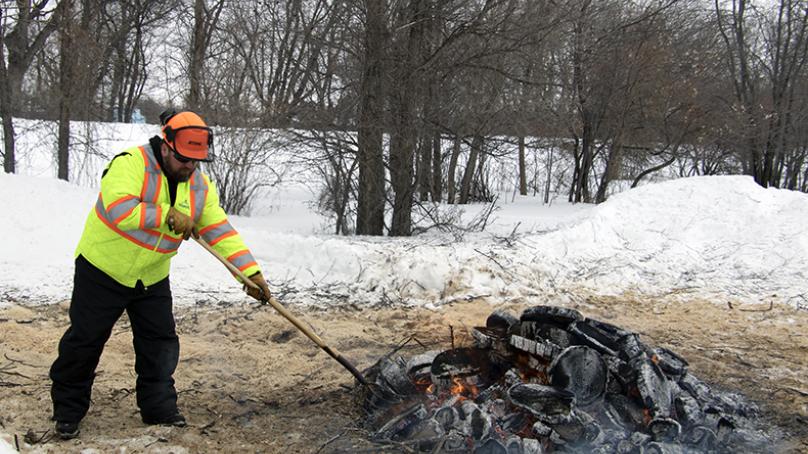 Man burning pile of wood in winter to prevent the spread of Dutch elm disease