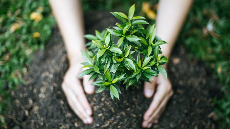 A person plants a tree.