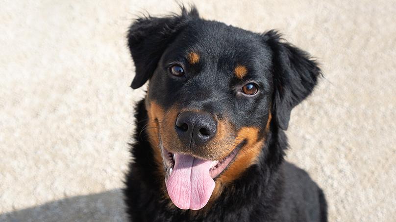 Black and brown dog sitting on ground smiling with tongue out. 