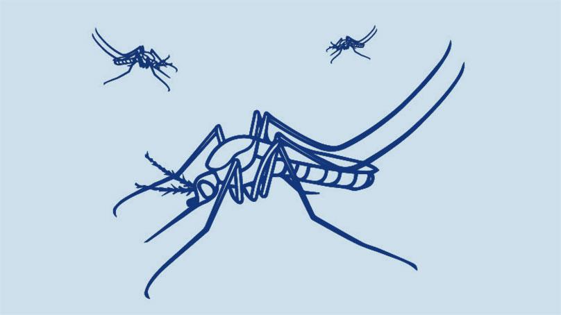 Mosquitoes
